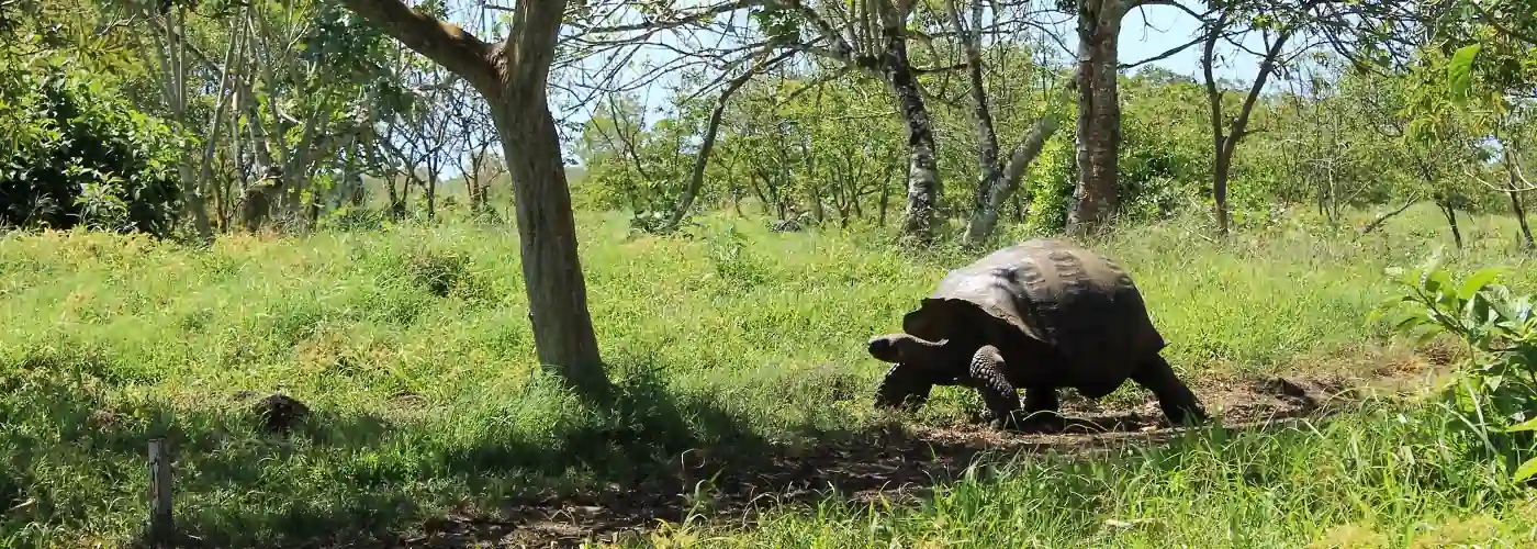 Riesenschildkröte auf einem Pfad im Hochland der Insel Santa Cruz