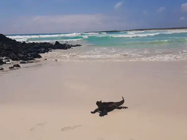 Ein Leguan am Strand von Tortuga BAy