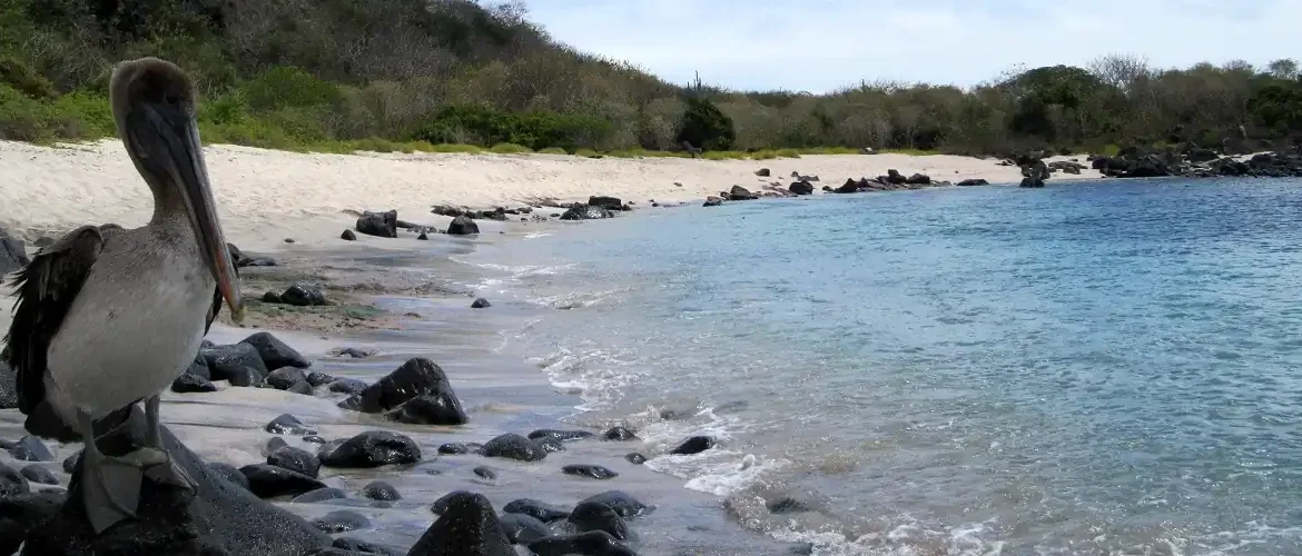 Strand auf San Cristobal mit einem Pelikan
