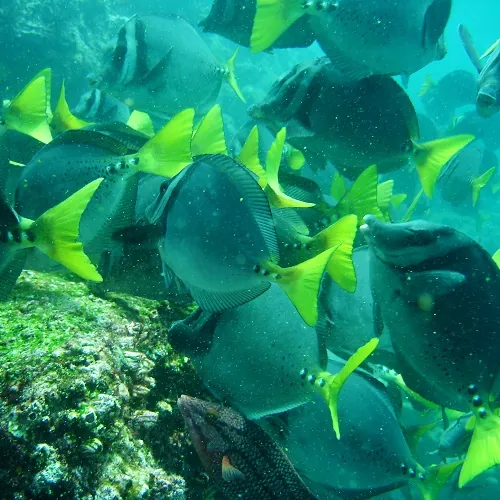 bunte Unterwasserwelt der Galapagos Inseln