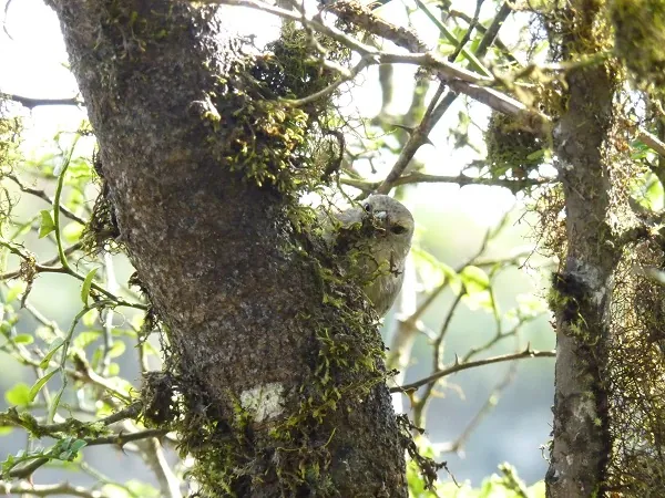 ein kleiner Vogel an einem Baumstamm im Hochland von Santa Cruz