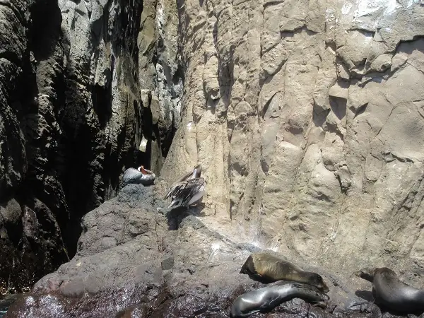 Vögel und Seelöwen auf den Felsen des Kicker Rock