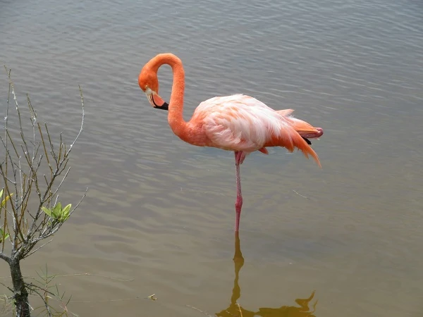 ein Flamingo auf Isabela