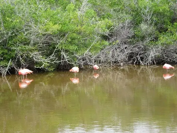 Flamingos in den Feuchtgebieten von Isabela