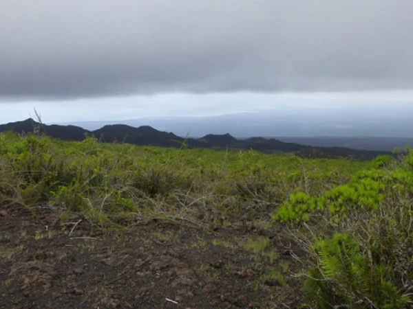 typische Vegetation in der Nähe des Vulkans Sierra Negra