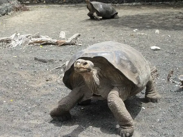eine Riesenschildkröte im Gehege im Brutzentrum von Isabela