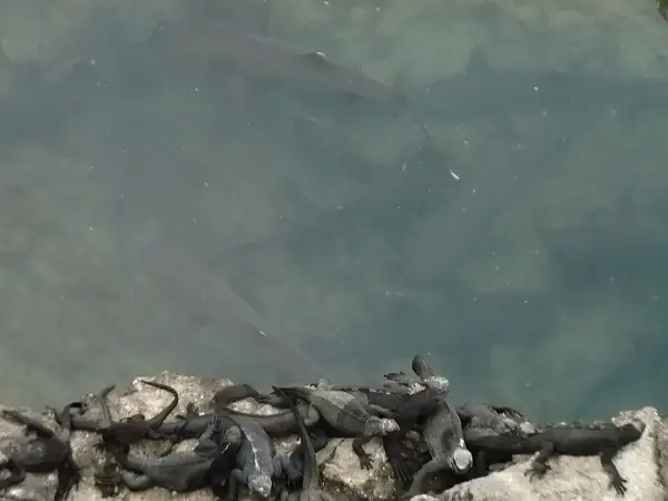 Meerechsen am und Weißspitzenriffhaie im Wasser bei Tintoreras