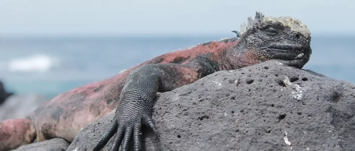 Meerechse ruht sich auf einem Felsen aus