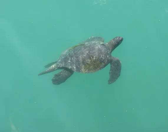 Meeresschildkröte im Wasser bei Mancora