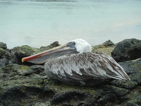 ein Pelikan auf einem Felsen auf Galapagos