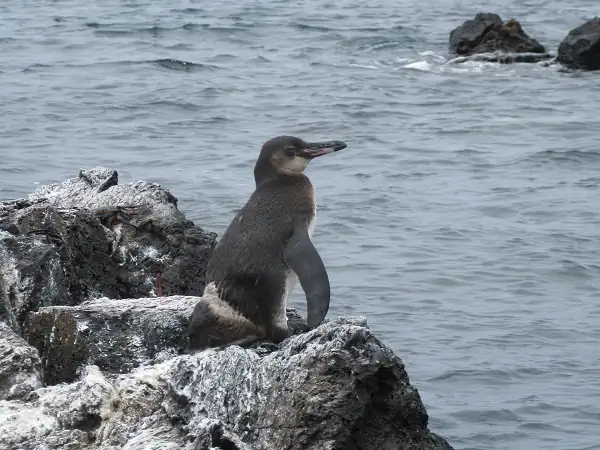 ein Pinguin auf einem Felsen bei Los Tuneles