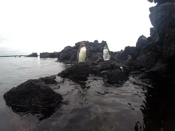 zwei Pinguine auf Felsen bei Los Tuneles auf Isabela