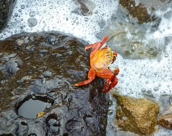 eine Rote Klippenkrabbe auf einem Stein im Wasser