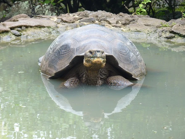 Schildkröte-Galapaguera-SYC