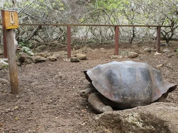 Schildkröte-im-Gehege-Galapaguera
