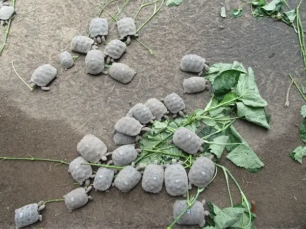 Schildkrötenbabies