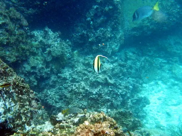 bunte Fische im Pazifik bei Galapagos