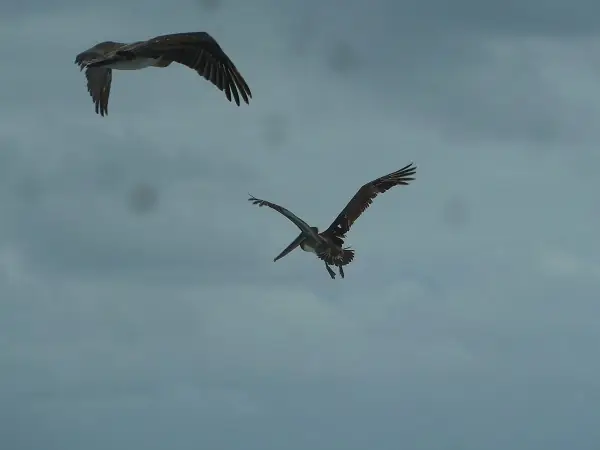 Fliegende Pelikane über Galapagos