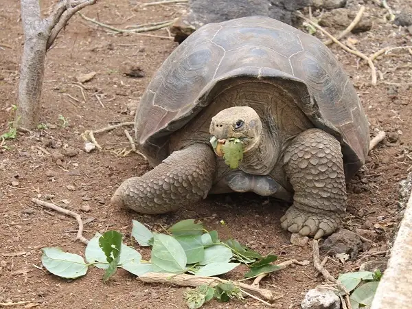 Riesenschildkröte, die Blätter frisst