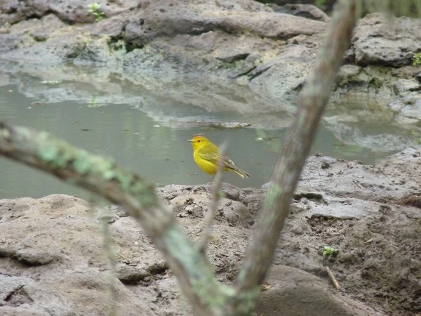 ein gelber Vogel in der Galapaguera de Cerro Colorado