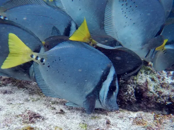 tropische Fische am Meeresgrund bei Galapagos