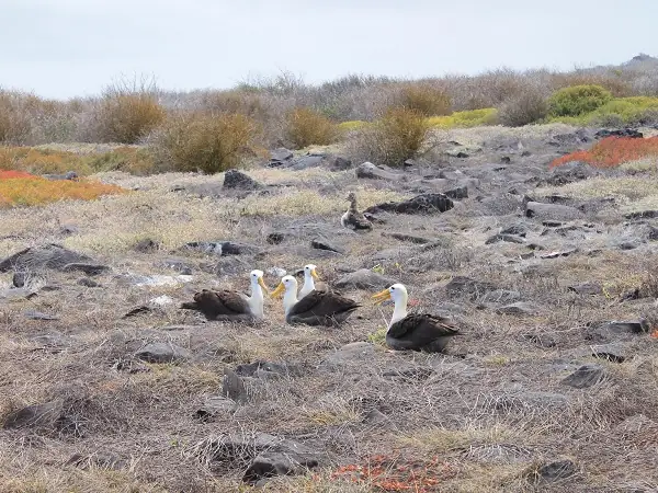 Kolonie von Albatrossen am Suarez Point auf Española