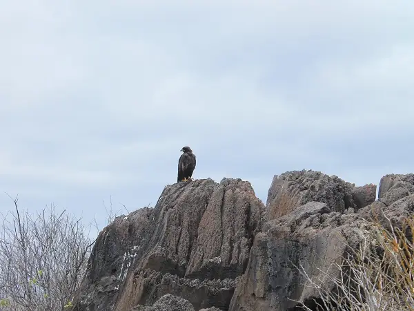 Galapagos Bussard auf einem Felsen auf Española