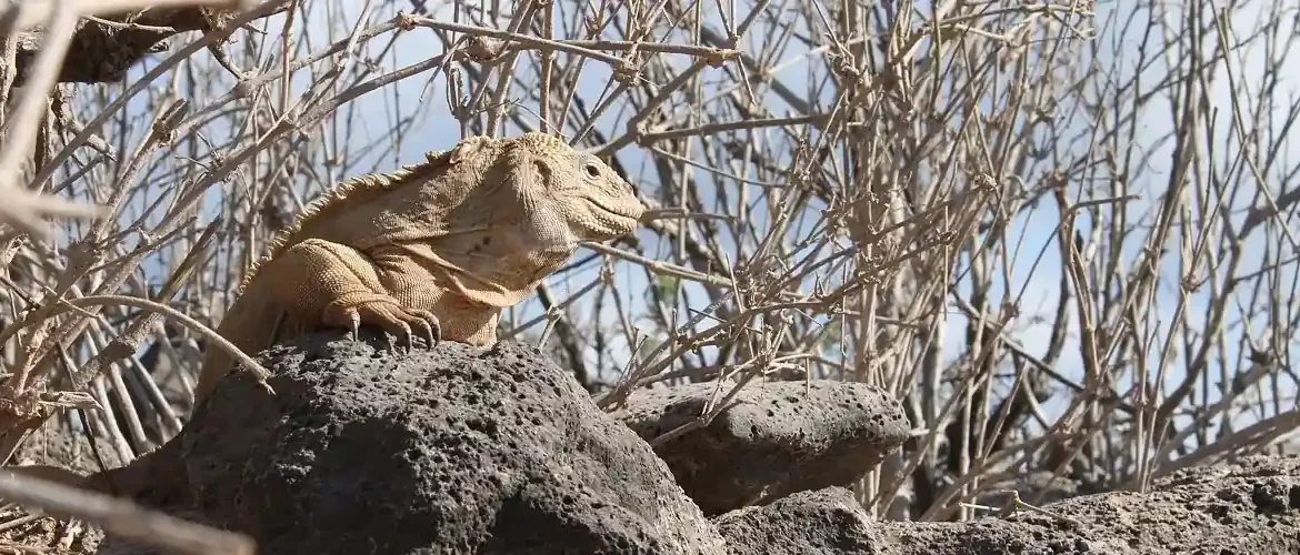Landleguan auf einem Felsen auf Santa Fe