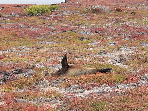ein Seelöwe rekelt sich im Sesuvium Teppichj auf South Plkaza