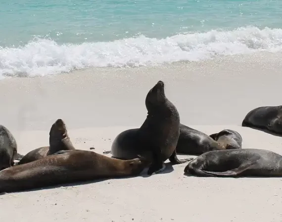 Seelöwen am Strand der Gardner Bay auf der Insel Española