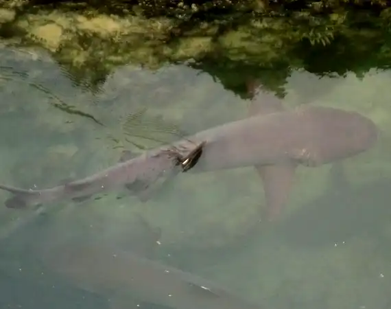 Weißspitzenriffhaie am Besucherort Tintoreras auf Isabela