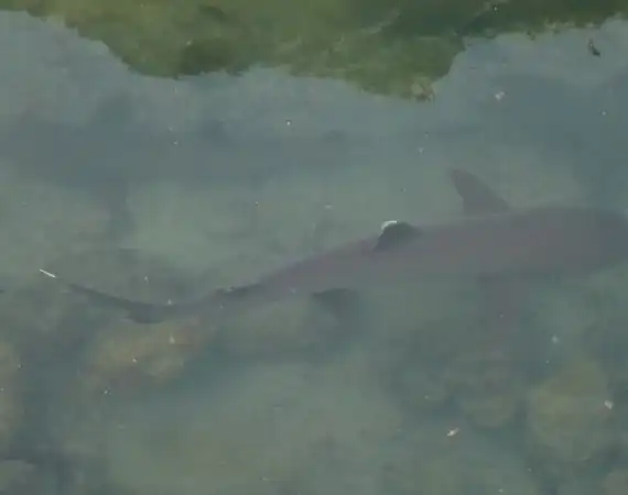 Am Besucherort Tintoreras auf Isabale kann man Weißspitzen Riffhaie voma Ufer aus sehen