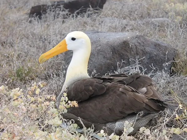 Erwachsener Albatross auf Española