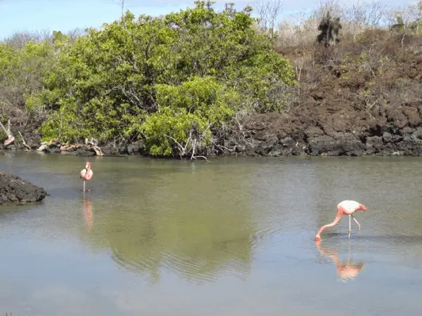 Flamingos in der Lagune hinter dem Strand von Rábida