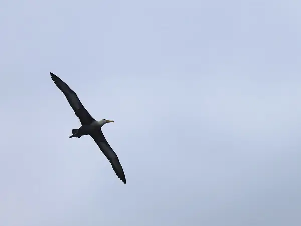 fliegender Albatross über Española