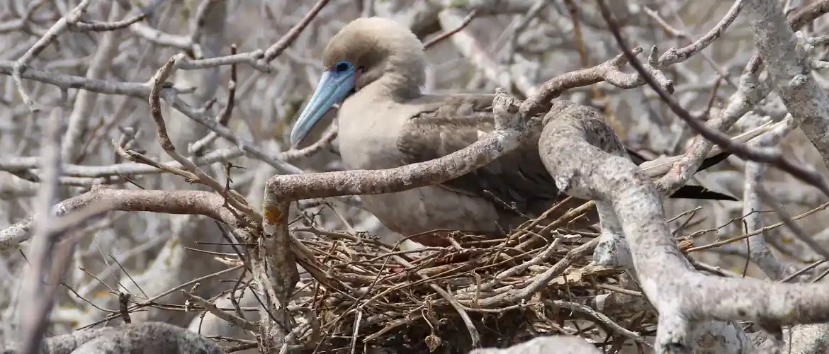 nistender Rotfußtölpel auf der Galapagos Insel Genovesa