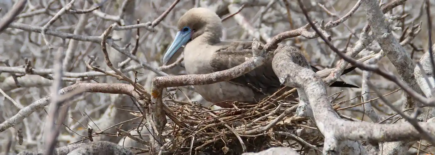 Galapagos Insel Genovesa ⋆ Reisen nach Lateinamerika