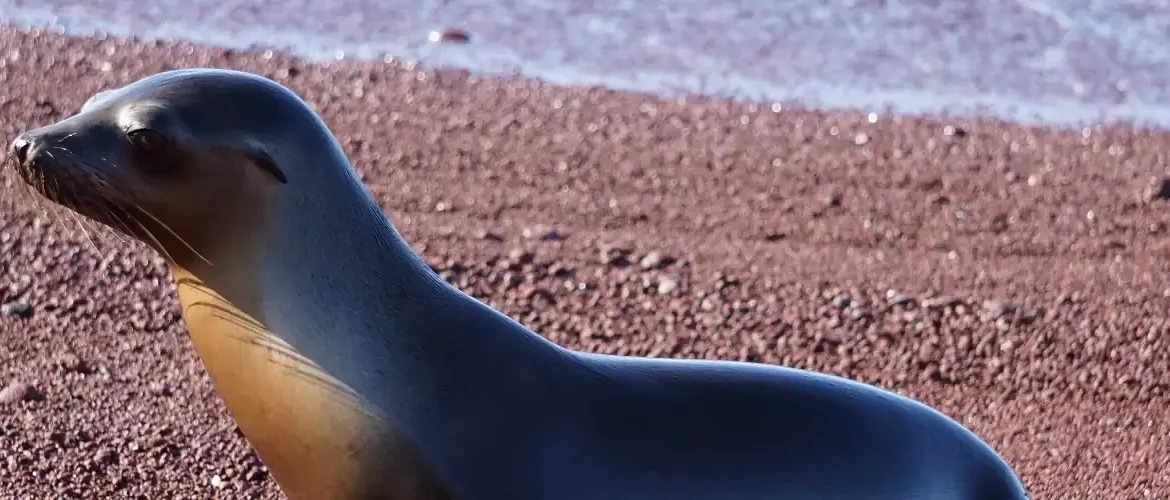 Seelöwe am Strand von Rabida