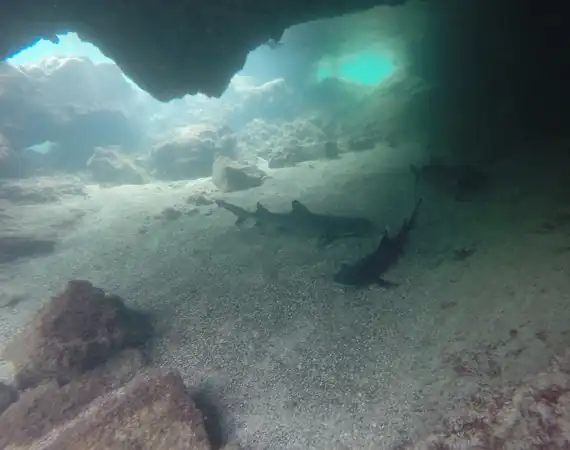zwei Weißspitzenriffhaie zwischen unterseeischen Felsen