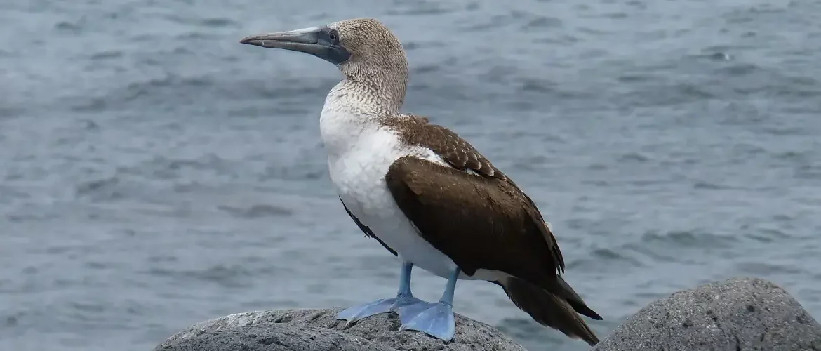 Blaufußtölpel auf der Galapagos Insel North Seymour