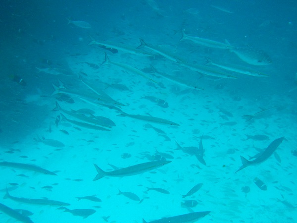 Fische-Galapagos