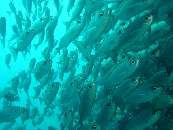 Fischschwarm im Pazifik bei den Galapagos Inseln