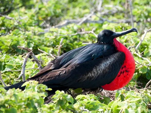 Fregattvogel auf Galapagos