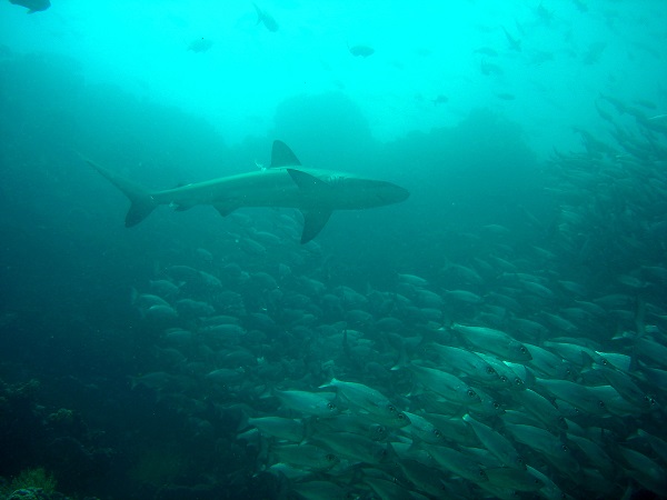 Hai im Pazifik bei Galapagos