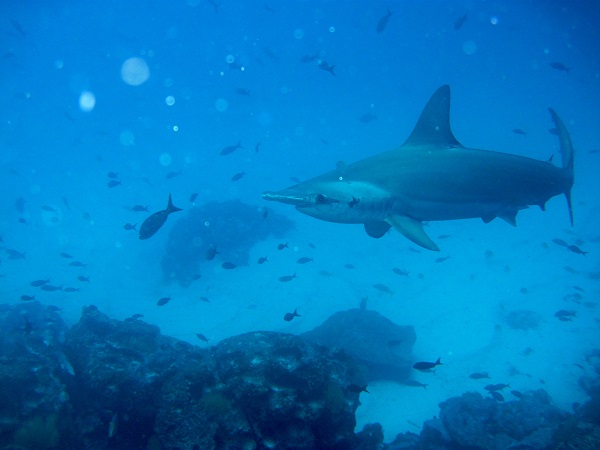 Hai unter Wasser bei Galapagos