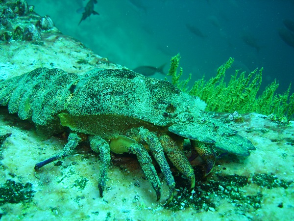Unterwasserleben von Galapagos