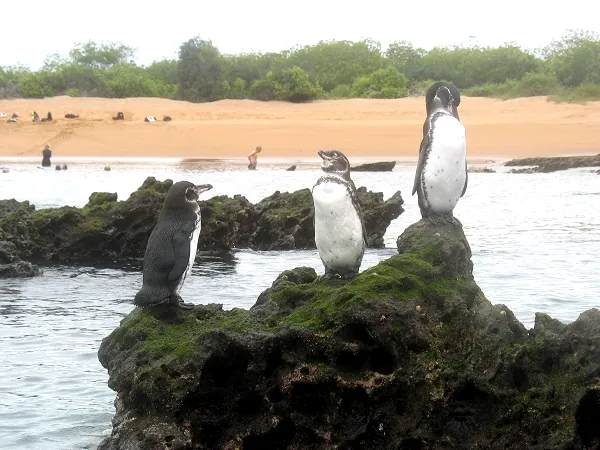 Pinguine auf einem Felsen vor Bartolomé