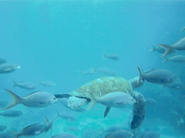 Schildkröte und verschiedene Fische im Meer bei Galapagos