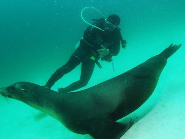 Seelöwe und Taucher im Meer bei Galapagos