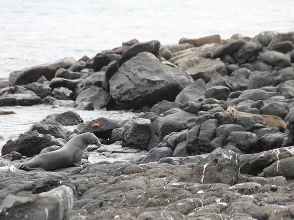 Seelöwen auf Felsen an der Küste von North Seymour